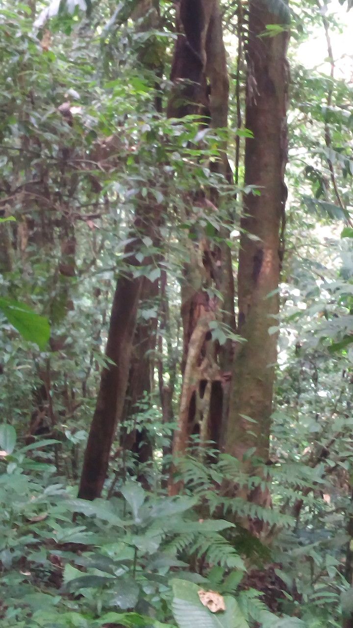 Toxicodendron delavayi habit