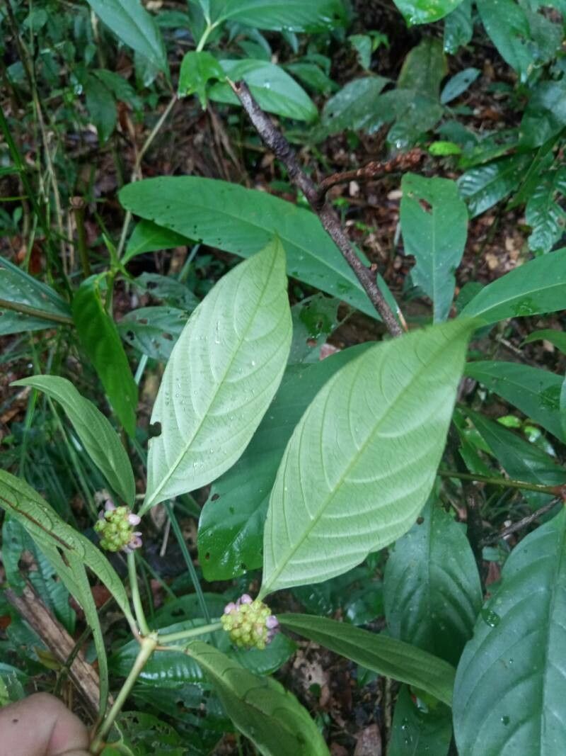 Palicourea dichotoma fruit