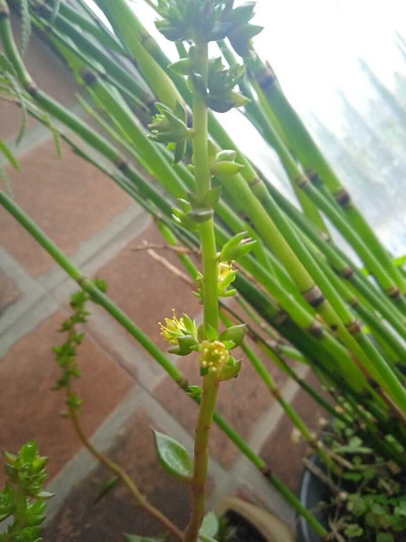 Lenophyllum texanum flower
