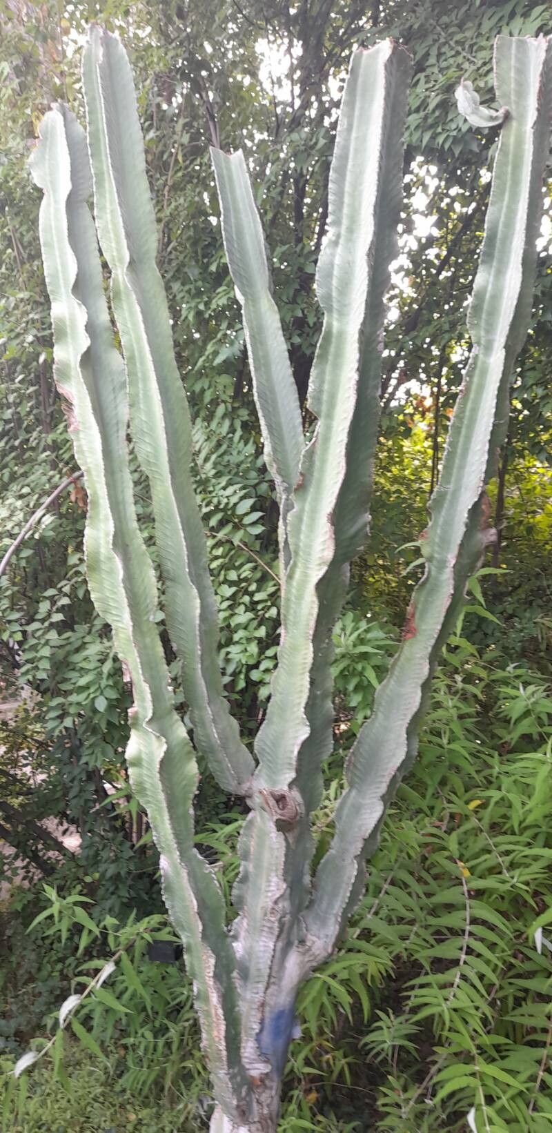 Euphorbia quadrangularis habit