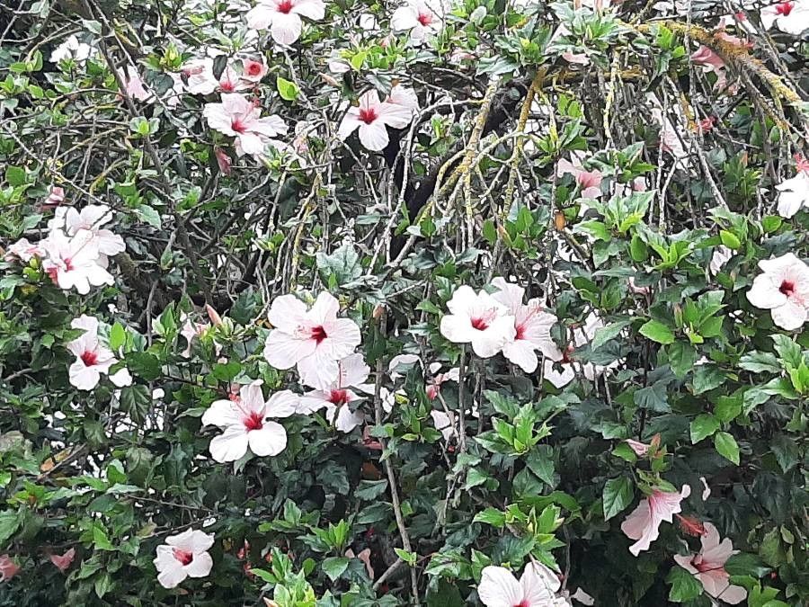 Hibiscus genevii flower