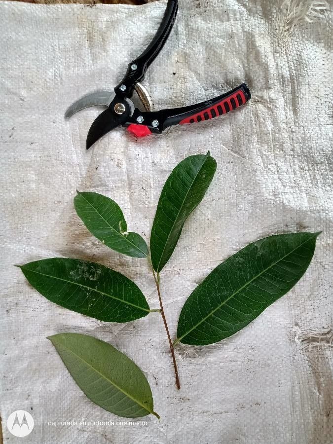 Mabea nitida — houseplant care guide