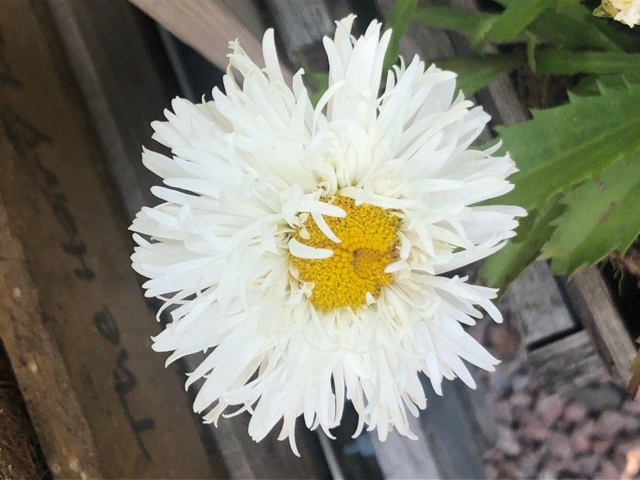 Leucanthemum × superbum flower