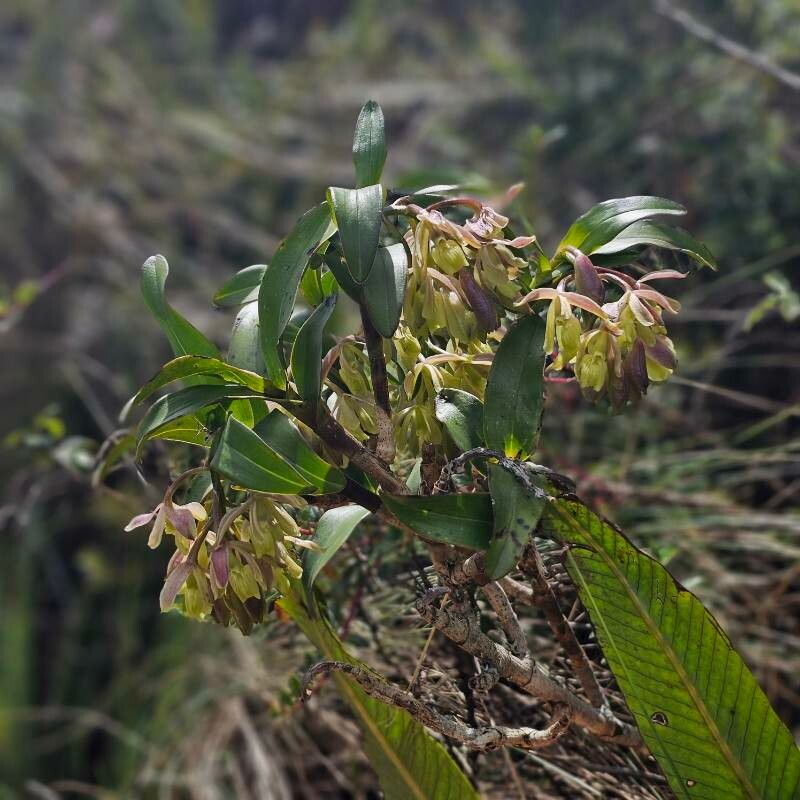 Epidendrum cotacachiense — search result for 'Epidendrum'