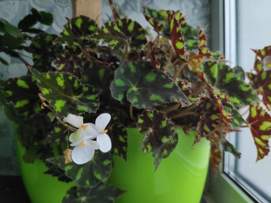 Begonia bowerae flower