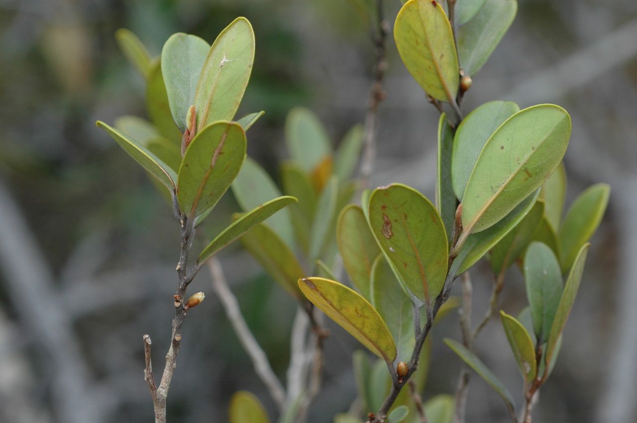 Planchonella koumaciensis habit