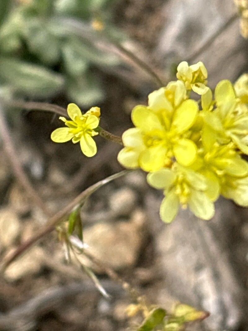 Biscutella intermedia flower
