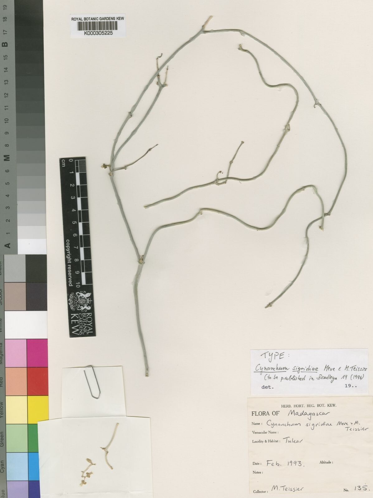 Cynanchum sigridiae — houseplant care guide