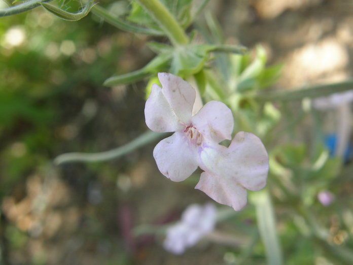 Salvia whitehousei flower
