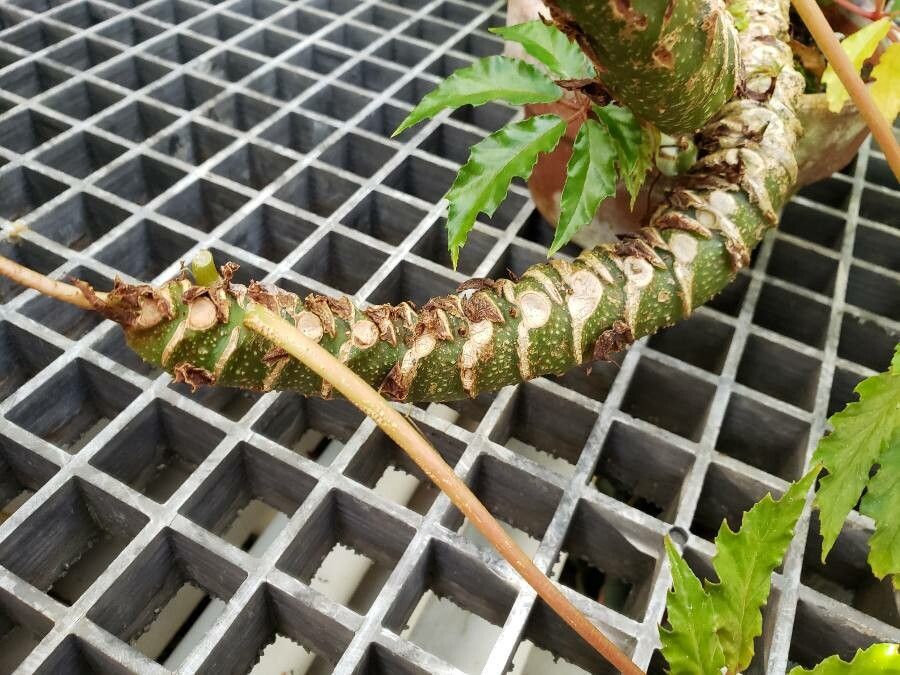 Begonia caroliniifolia other