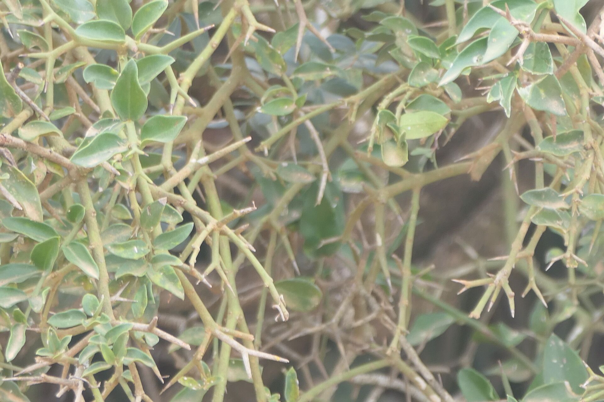 Carissa haematocarpa bark