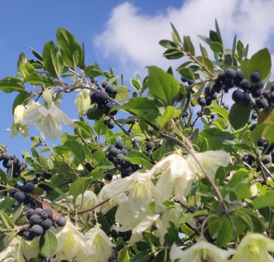 Clematis cirrhosa fruit