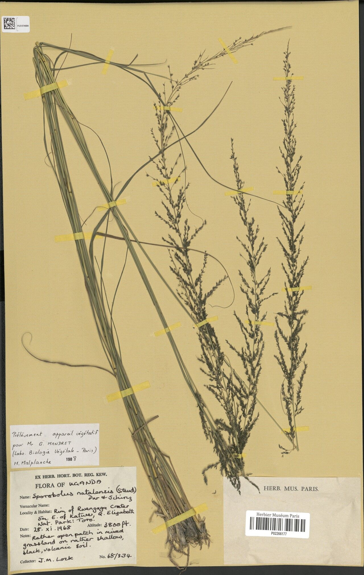 Sporobolus natalensis — search result for 'Sporobolus'