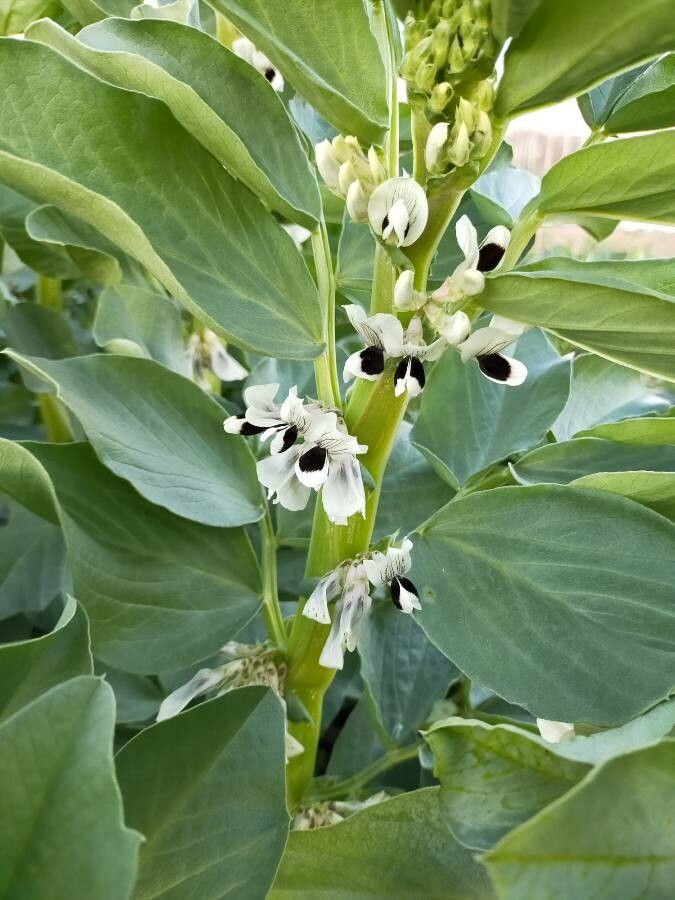 Vicia faba flower