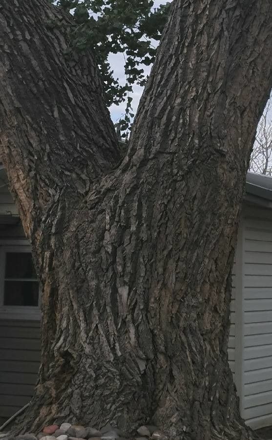 Populus fremontii bark