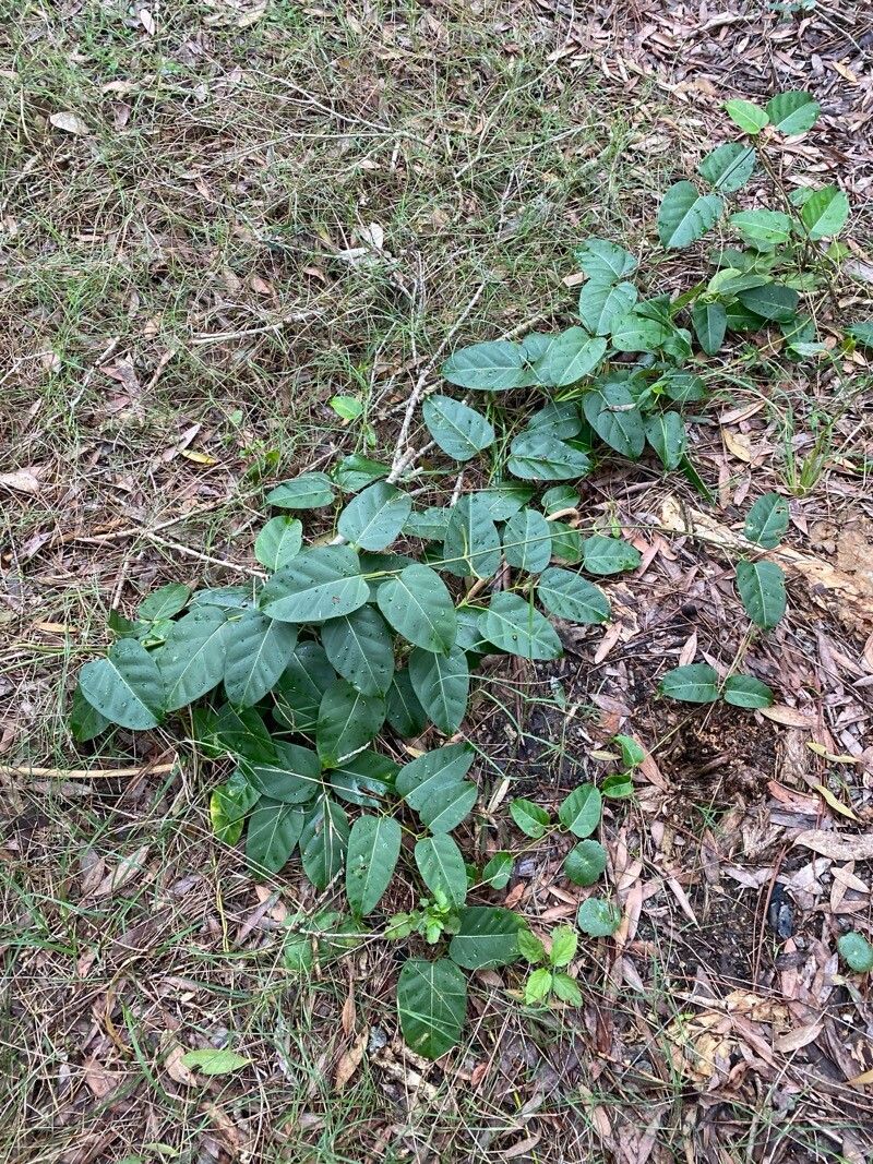 Leichhardtia rostrata habit