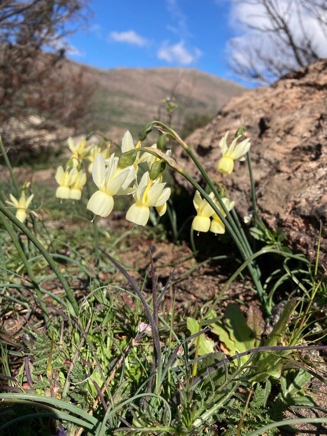 Narcissus triandrus bark