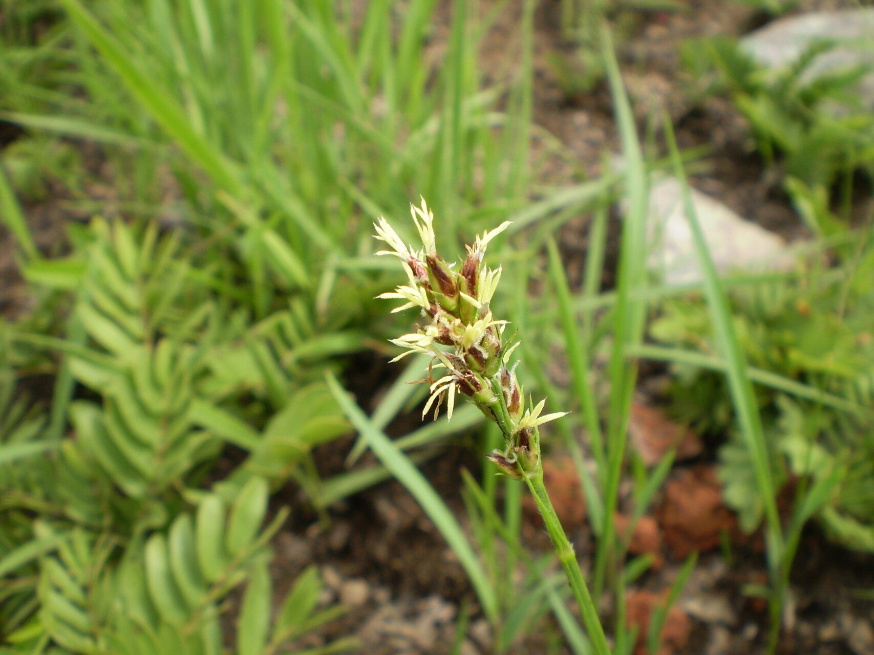 Scleria bulbifera flower