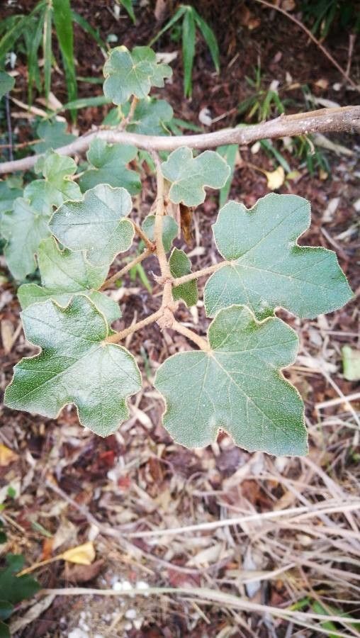 Fremontodendron californicum leaf