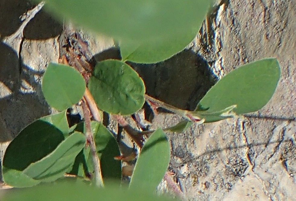 Cotoneaster juranus habit
