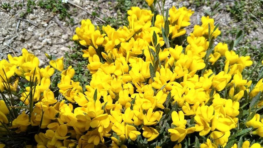 Genista pulchella flower