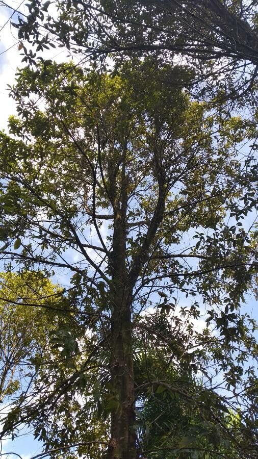 Aniba rosaeodora leaf