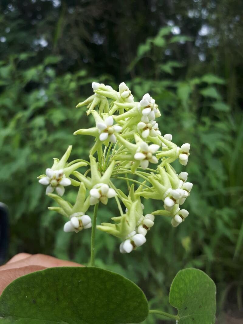 Asclepias exaltata flower