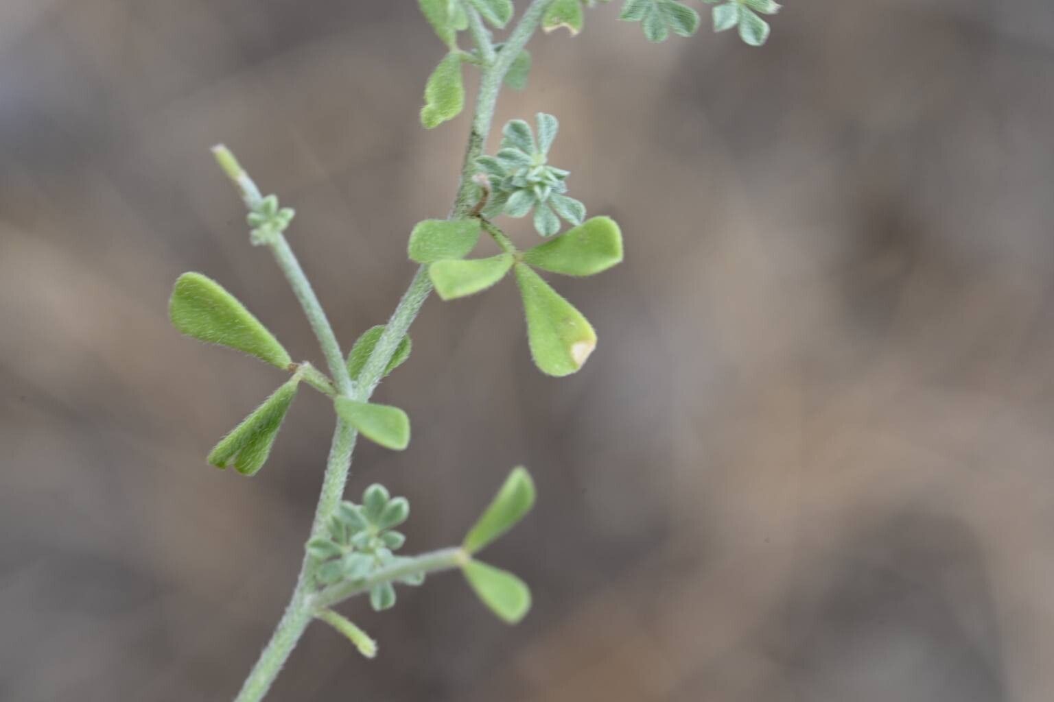 Lotus dumetorum leaf