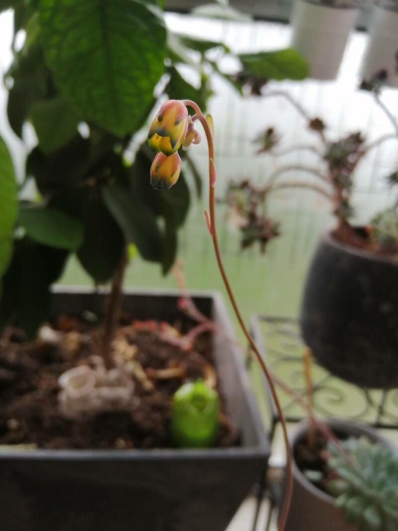 Pachyphytum compactum flower