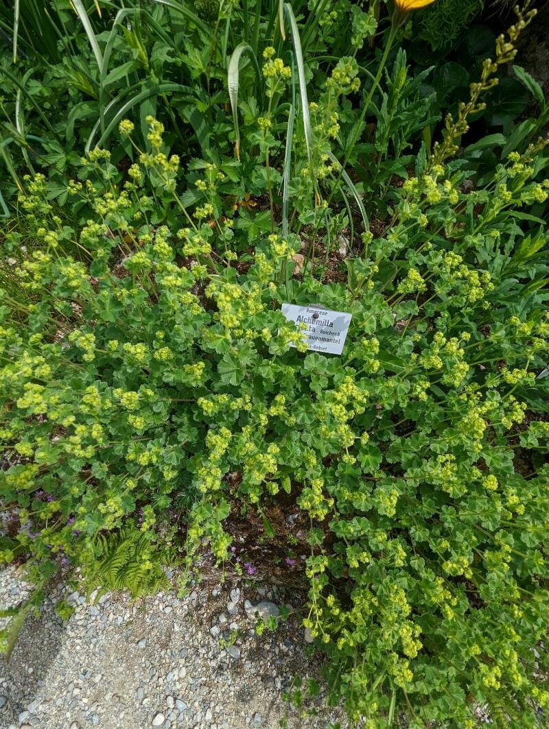 Alchemilla sericata habit