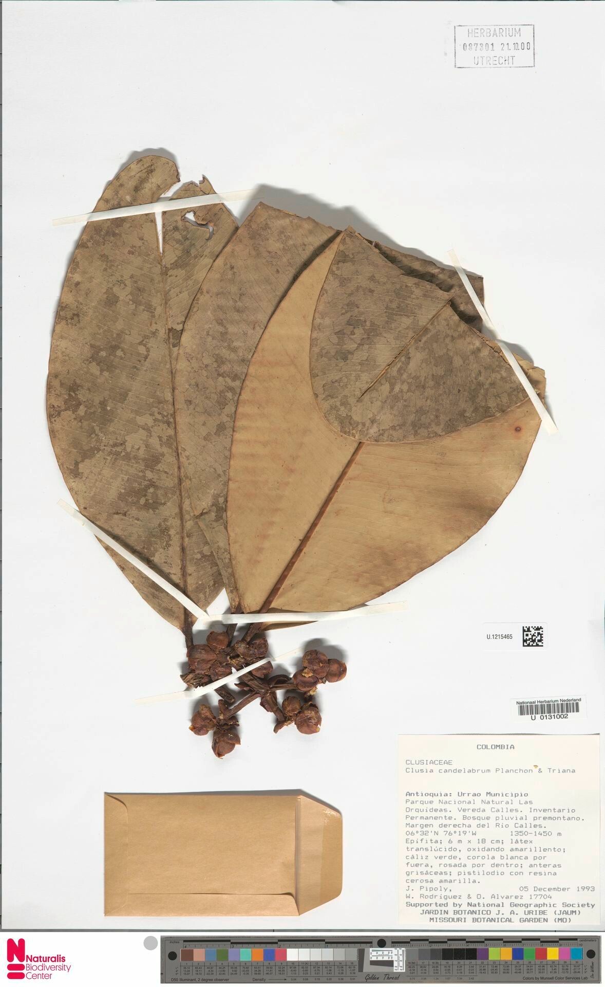 Clusia candelabrum leaf