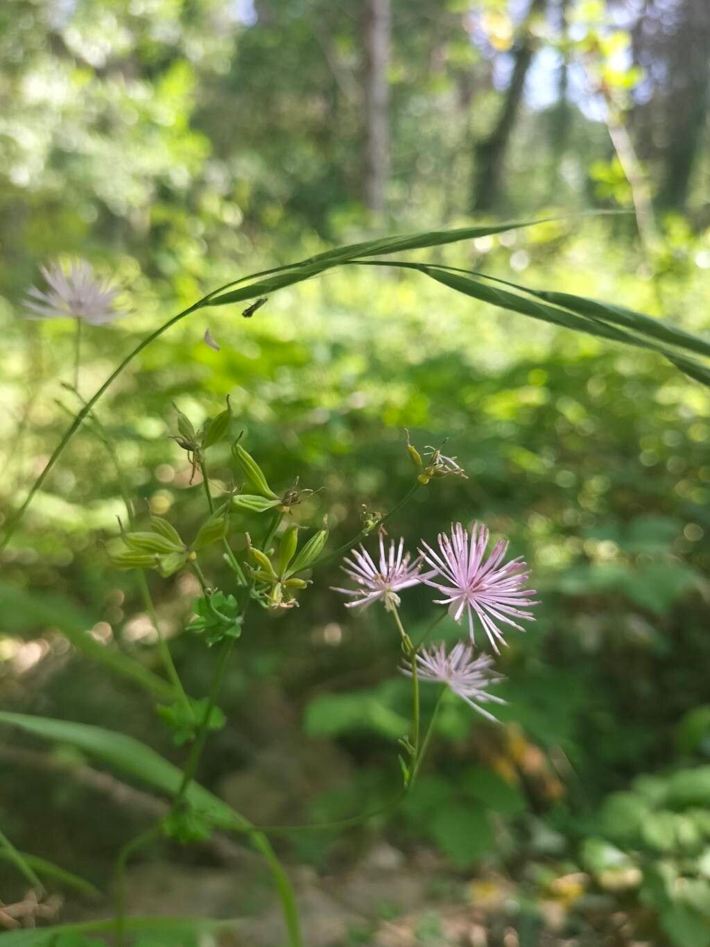 Thalictrum calabricum flower