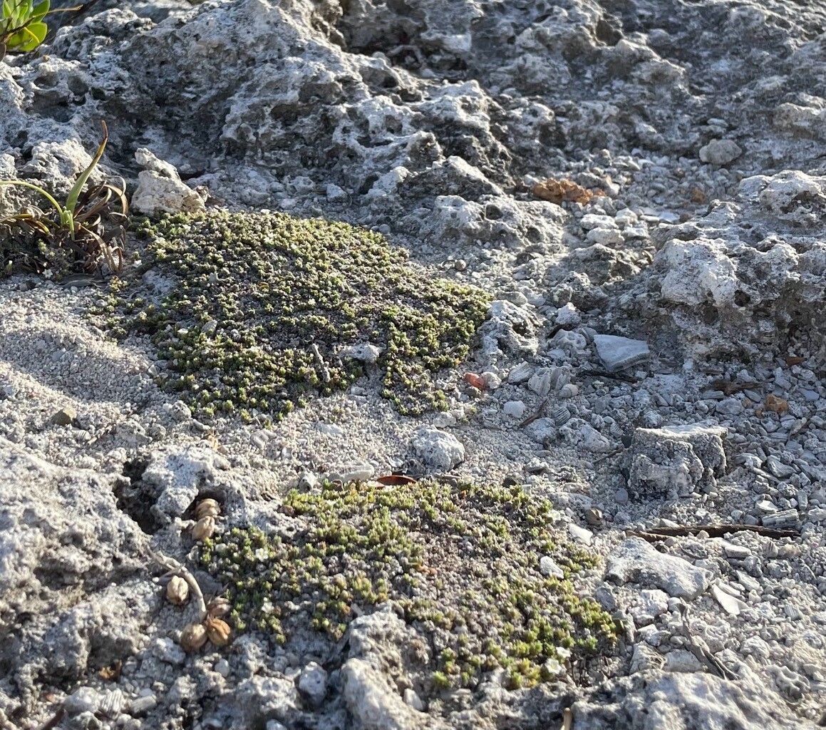 Euploca humifusa habit