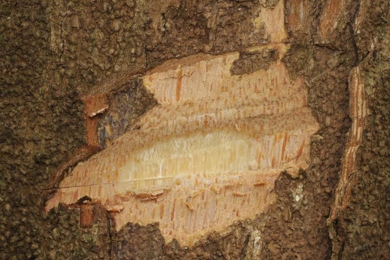 Eschweilera squamata other