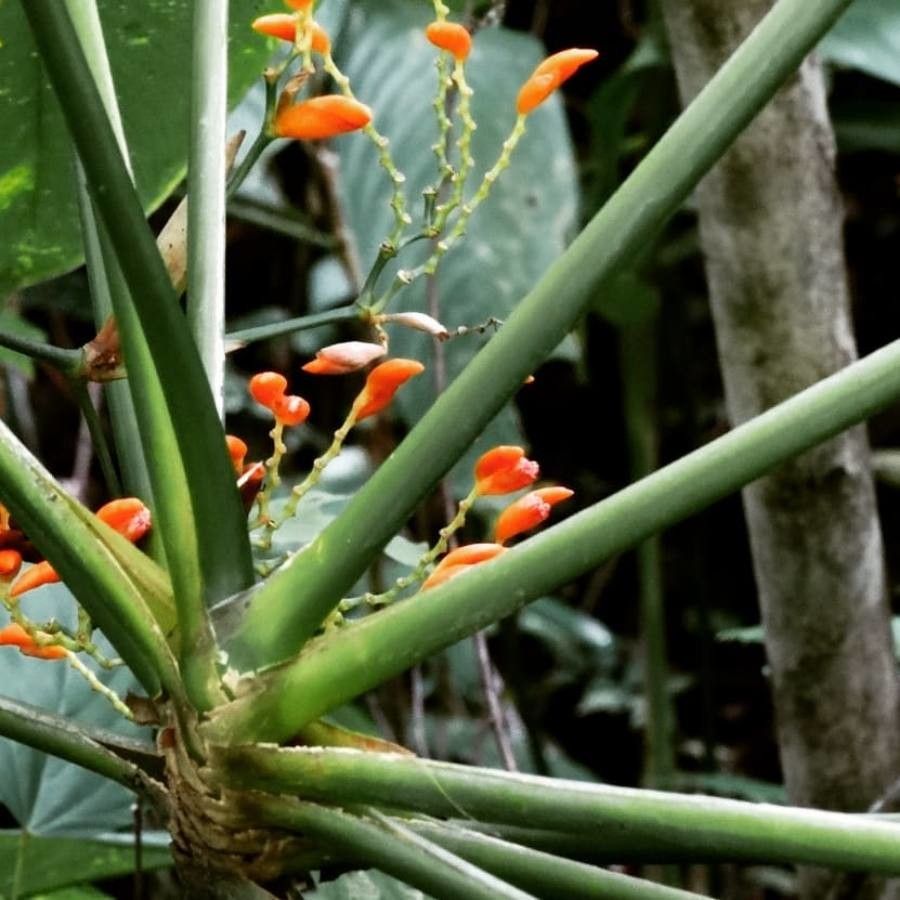 Stromanthe jacquinii