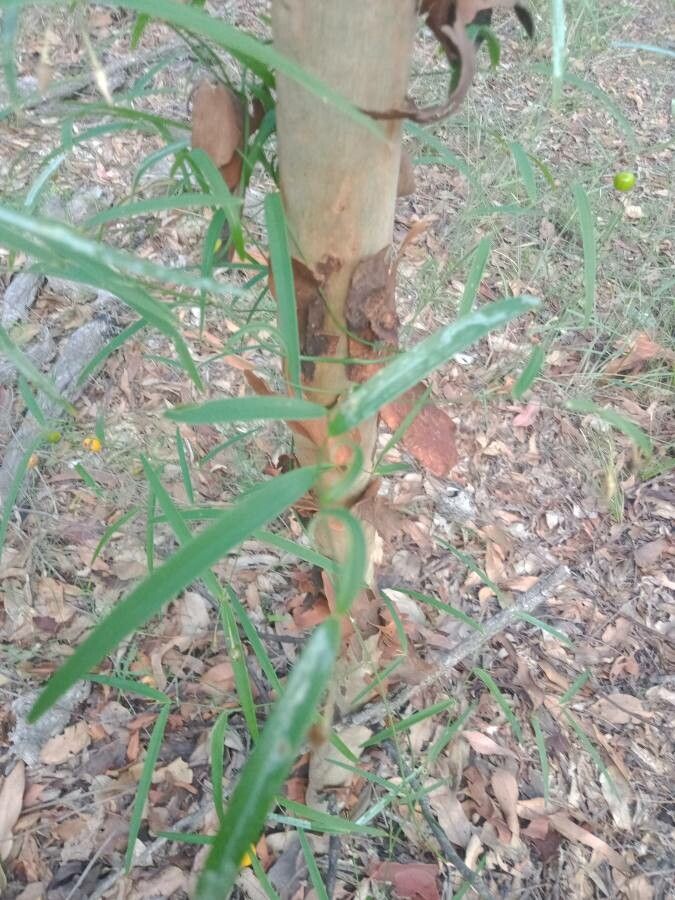 Eustrephus latifolius leaf