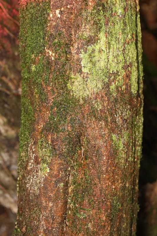 Swartzia leblondii bark
