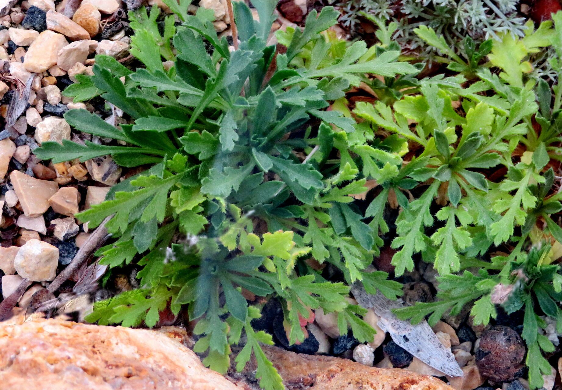 Lomelosia crenata leaf