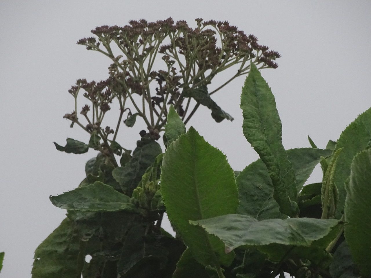 Solanum giganteum habit