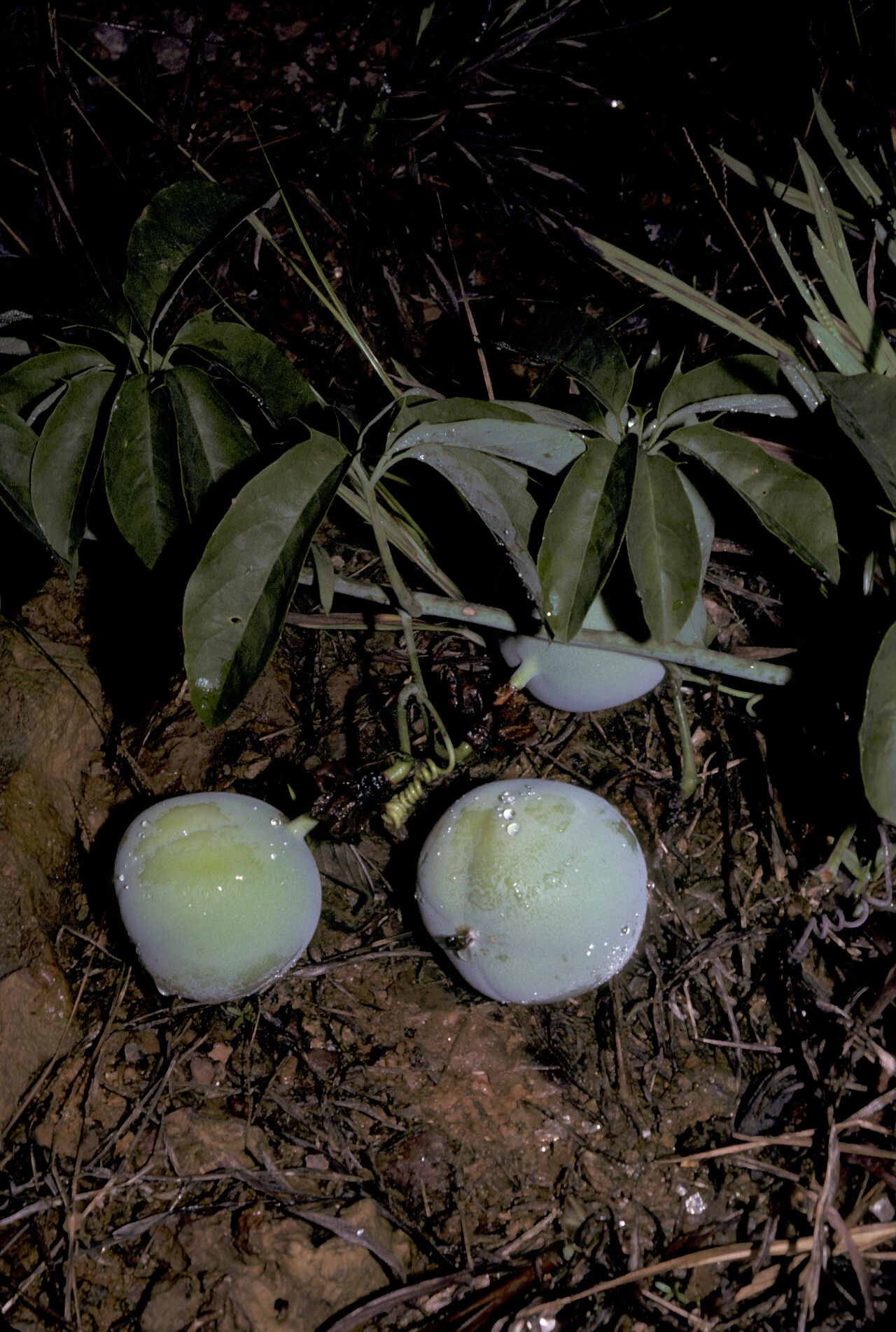 Passiflora cirrhiflora fruit