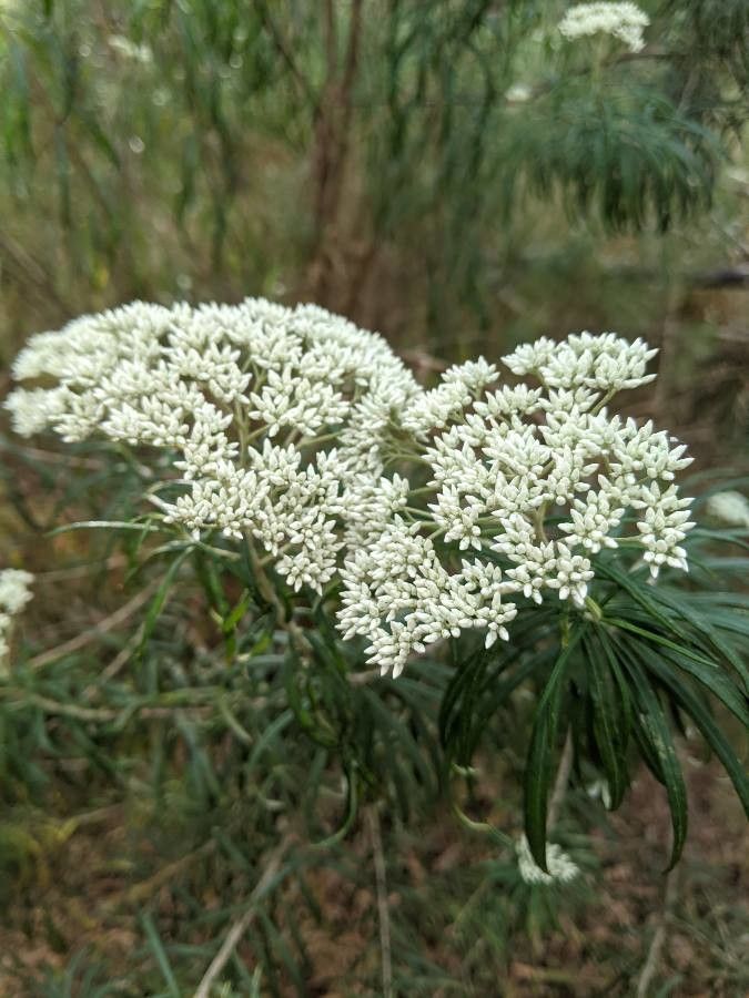 Cassinia aculeata flower