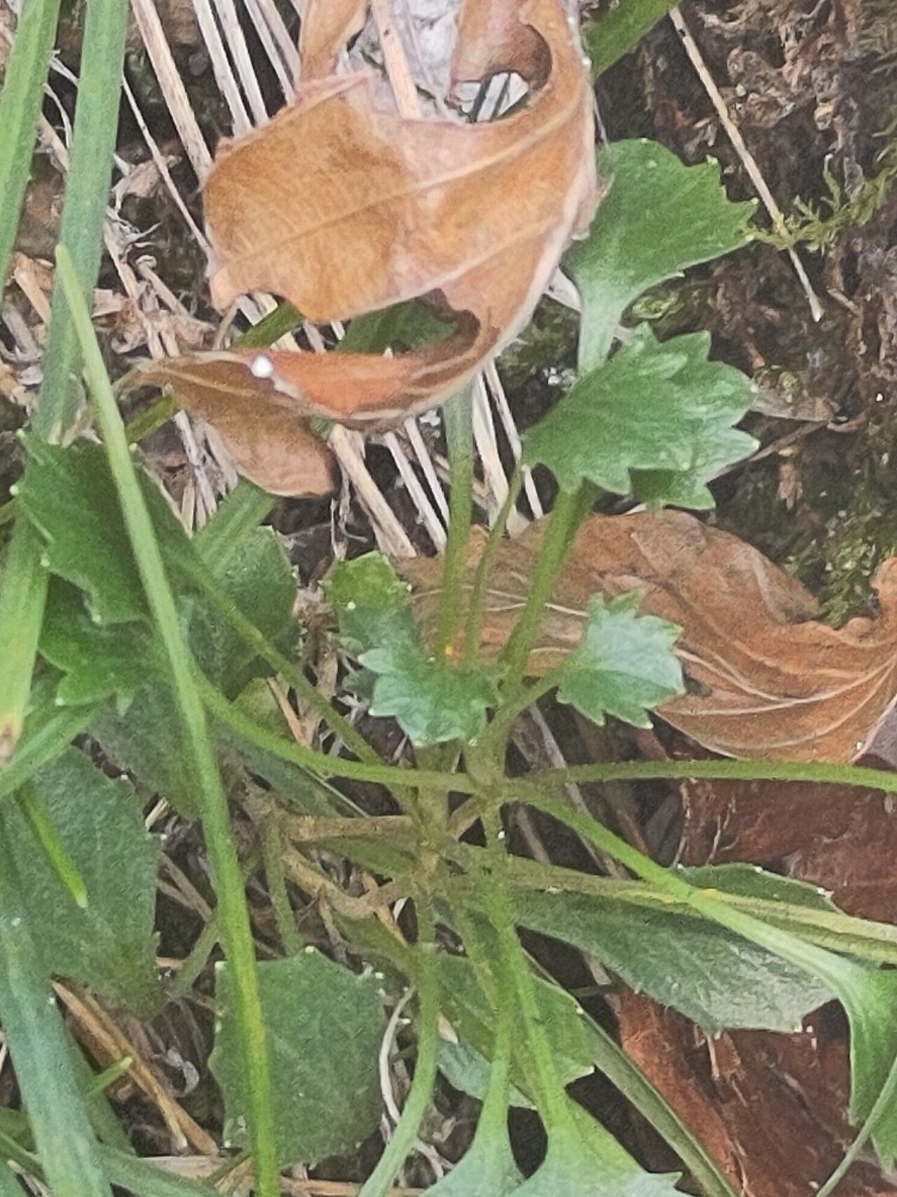 Campanula cespitosa — houseplant care guide