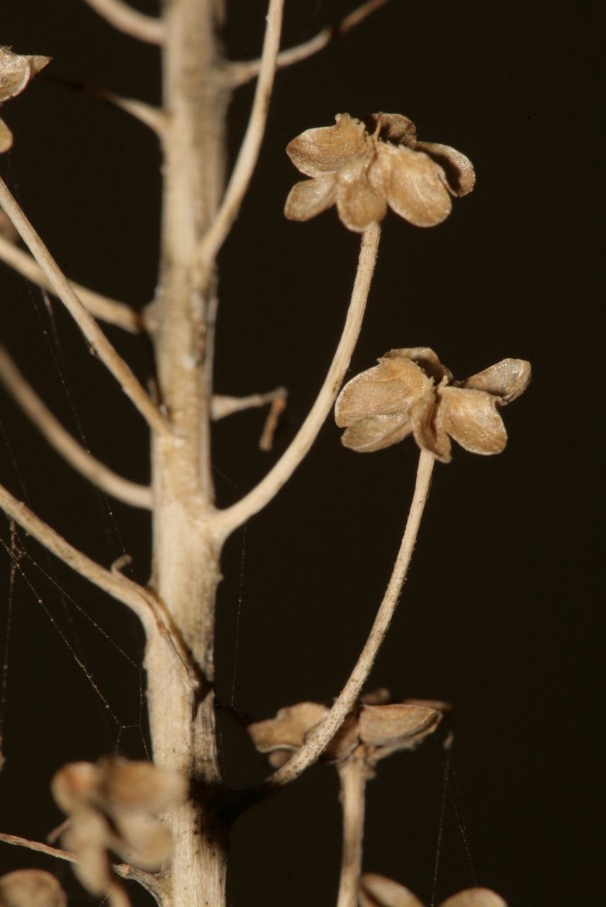 Barnardia numidica fruit