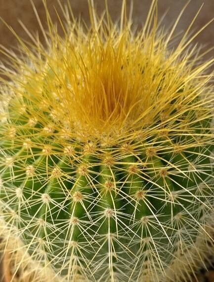 Parodia claviceps habit