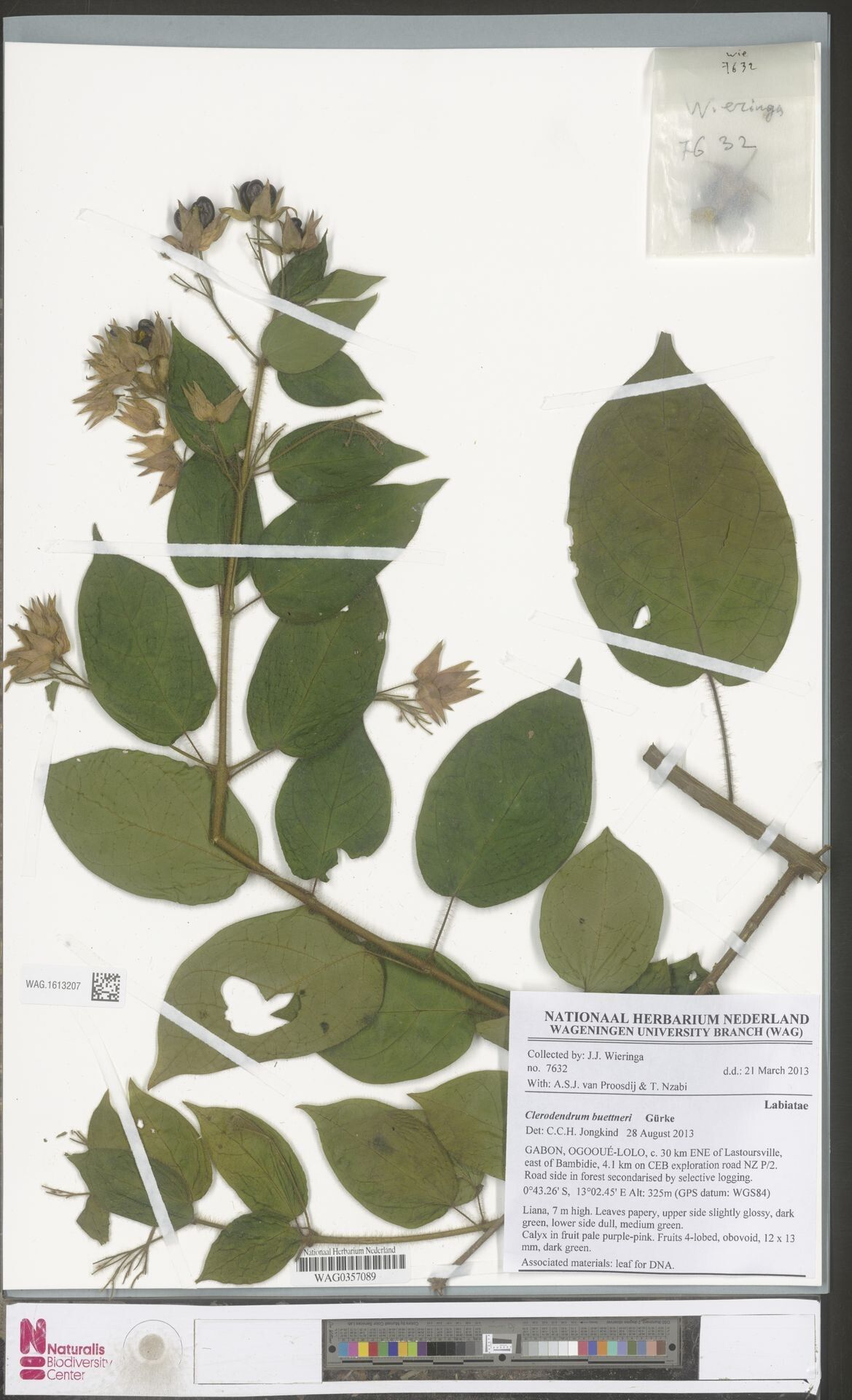 Clerodendrum buettneri — houseplant care guide