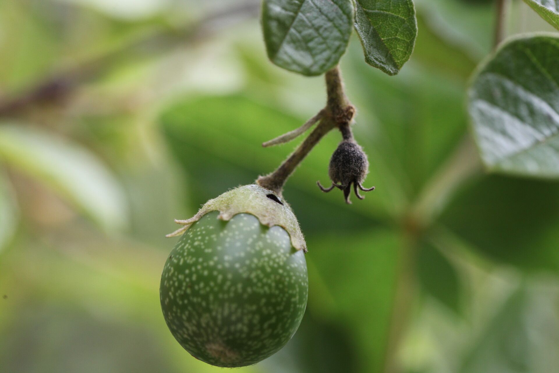 Vitex mombassae fruit