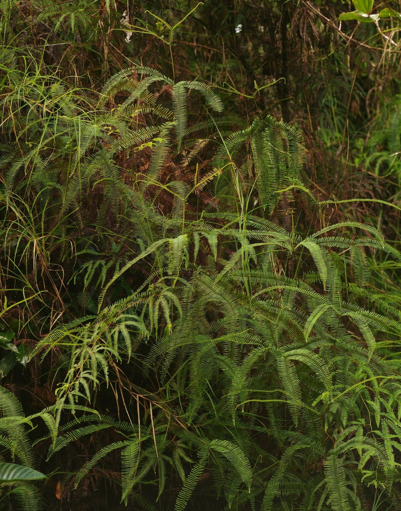 Gleichenia remota — houseplant care guide