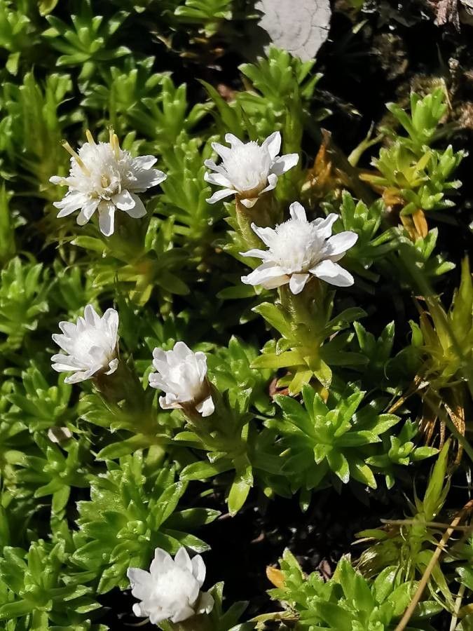 Raoulia glabra flower