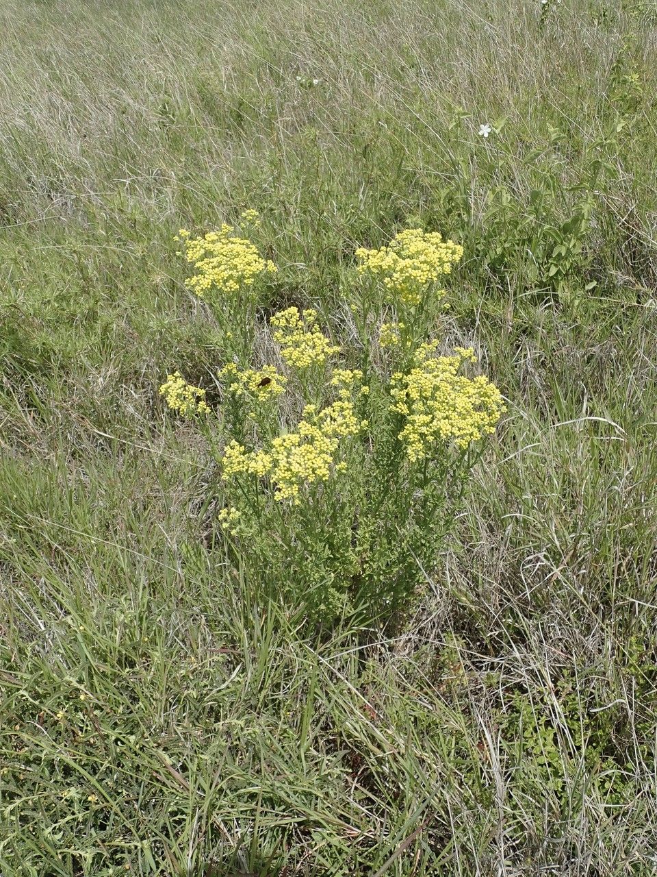 Conyza schimperi habit