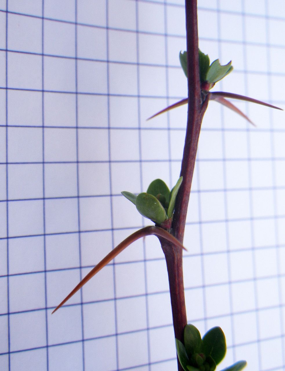Berberis cretica leaf